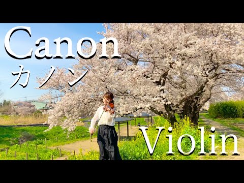 バイオリン カノン パッヘルベル Pachelbel S Canon In D Violin 青のオーケストラ