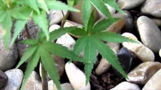 My Japanese Maple Tree Seedlings 2015