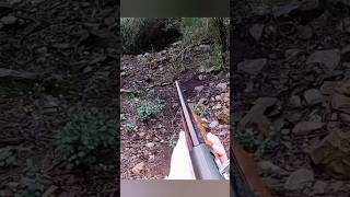 Охота началась! Адреналин и трофеи в диком лесу 🦌🔥 #охотанакабана #загоннаяохота #воздушнаяохота