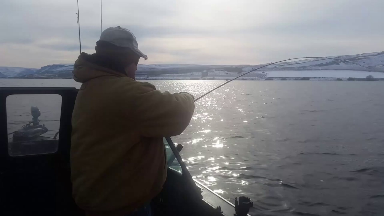 Walleye fishing Columbia river - YouTube