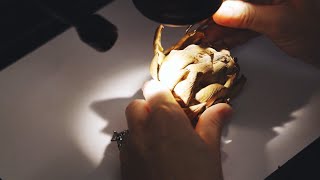 Diagnosing plant diseases protects Florida's ecosystem and economy
