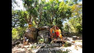 วัดเขาดาร์สปวง   พาดูต้นจันทร์ผาอายุ 1000ปี