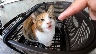 感動猫動画 Youtube