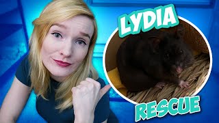 Scared Rescued Hamster Needs TLC | Lydia's Story | Munchie's Place