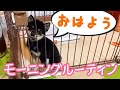柴犬(豆柴)子犬 / 極小豆柴のモーニングルーティン morning routine of Shiba Inu dogs puppy