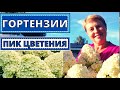 ГОРТЕНЗИИ особенности ухода для пышного цветения. Украшение сада в августе.