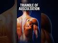 Triangle of Auscultation Anatomy | Best Area for Lung Sounds