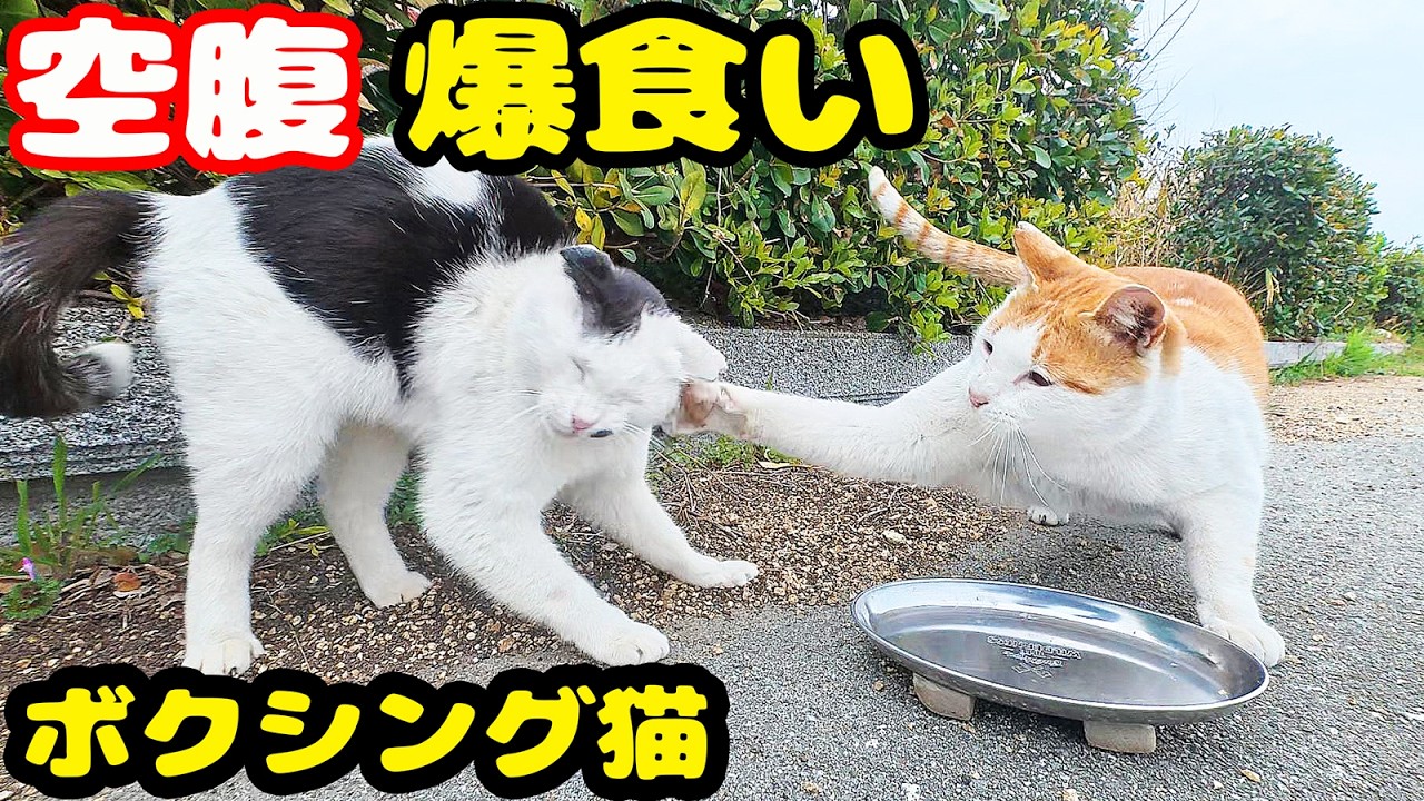 空腹で猫パンチ炸裂のボクシング猫たちにご飯をあげると・・・ さくら