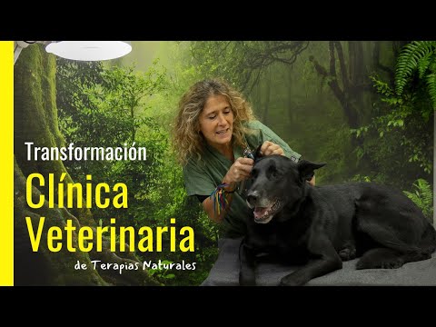 Vídeo: El Gat Sense Pèl Reconforta Els Pacients Amb Mascotes A La Clínica Veterinària