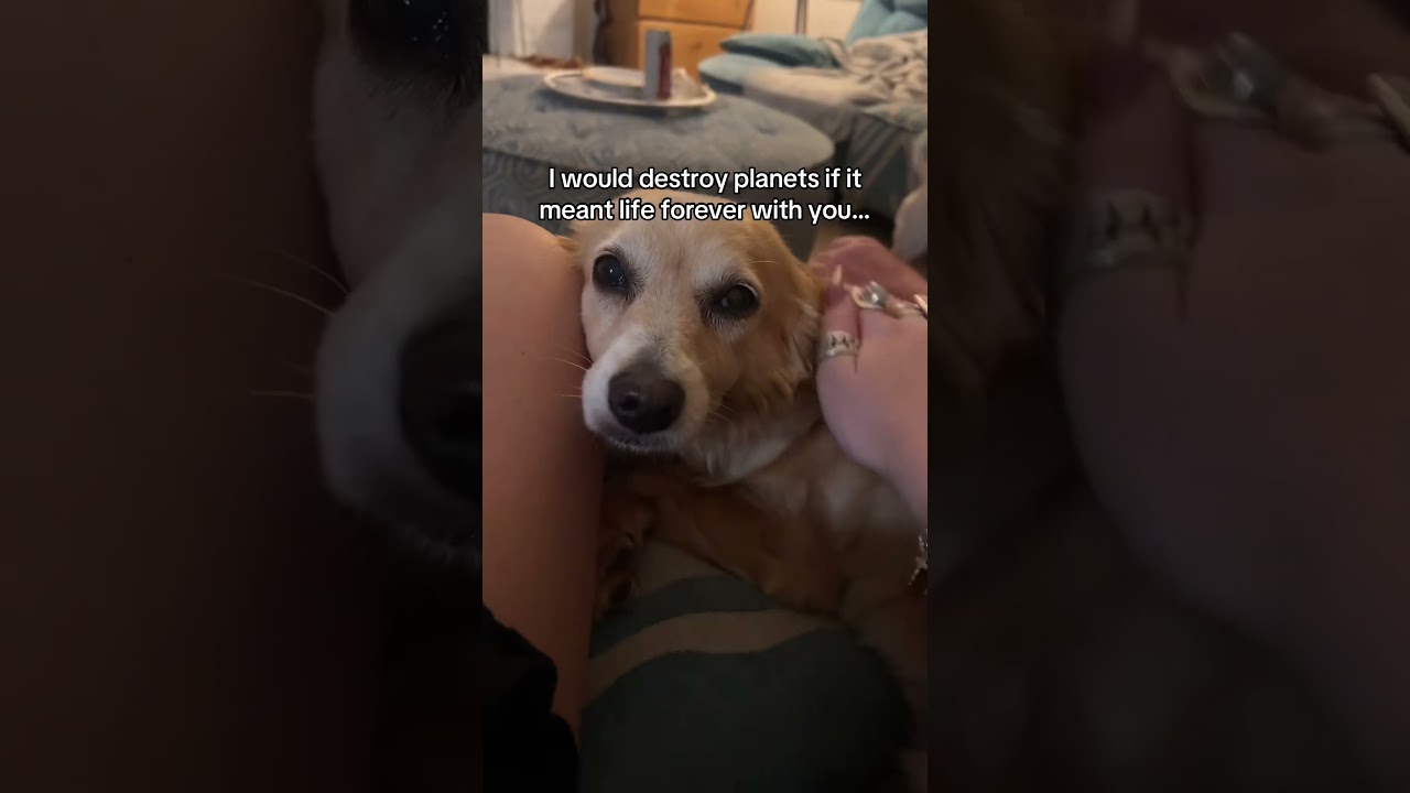 Dog's Adorable Reaction to Endearing Declaration
