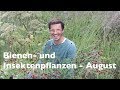 Heimische Bienen-  und Insektenpflanzen für August