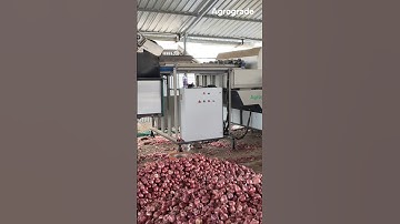Best Onion Sorting/ Grading Machine @Agrograde