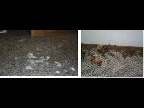 How do you remove mold from carpet?