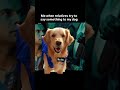kaam se kaam rkho 😂#shorts #comedy #dog #petlover #shortsvideo #bruno #viral