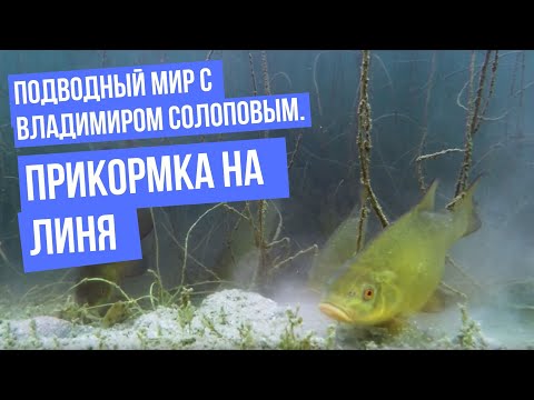 Прикормка на линя \ Подводный мир с Владимиром Солоповым