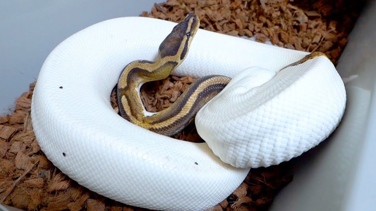 ガムランボール ショップチャンネル 金運 祝！20周年記念 ホーム