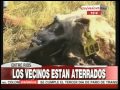 Encuentran vacas mutiladas en Concordia