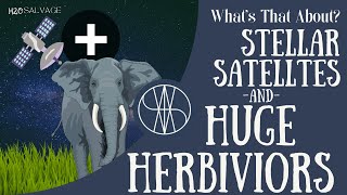 Elephants & Bison: How Large Herbivore Shape Forests and Protect Our Planet | Tech Tuesday