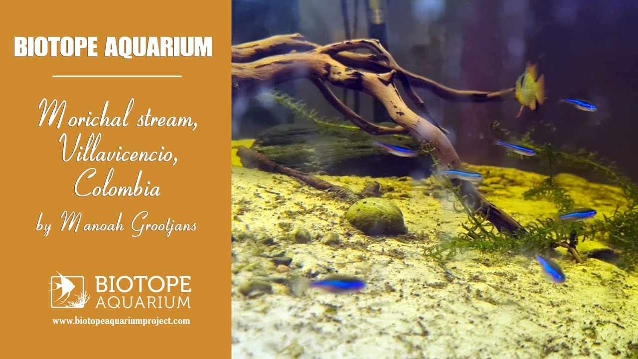 BAC2023 Morichal stream, Villavicencio, Colombia. By Manoah Grootjans