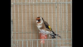 Saka Ötüm Şak Şak