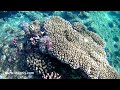 Осьминоги Красного моря. Как выглядят, где прячутся и как заметить?
