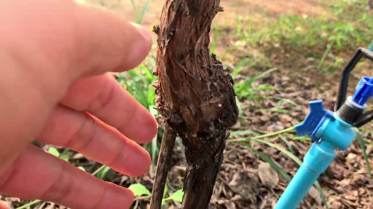 กิ่งเคน(cane) องุ่น ยอดไม่เดิน ไม่มียอด ยอดตัน ใส่ปุ๋ย 25-7-7 ยอดพุ่งแตกดี องุ่นอายุ 6 เดือน 7 วัน