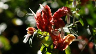 iMovie For iPhone 4 In Action: Slideshow in 720p HD