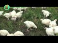 Organicnatural farming azolla  natural feeds  green fertilizer part 1