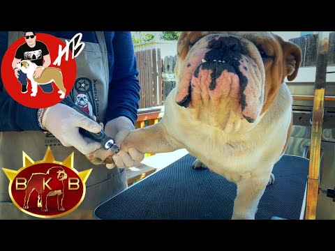 Video: Cómo cortar las uñas en un bulldog americano