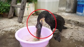 Watch This Crazy Bird Swallow A Fish Bigger Than Its Head. Cormorants Are Amazing Hunters.