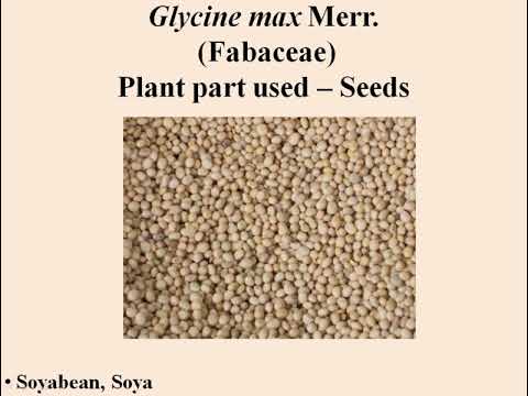 Glycine max- Soyabean by Dr Vartika
