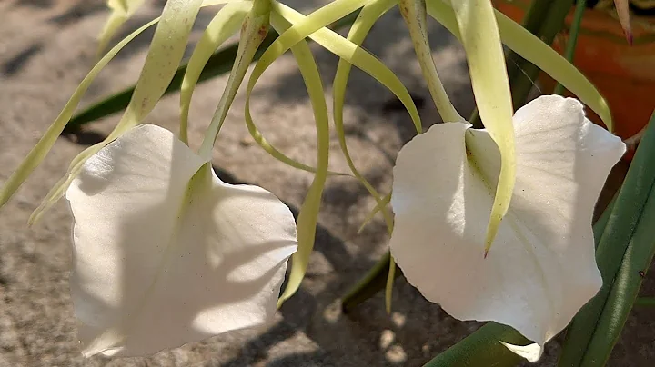 Brassavola nodosa 'Susan Fuchs'