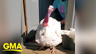 Turkey rescued from slaughterhouse experiences sunlight for 1st time
