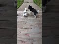 #puppy #animals #cute