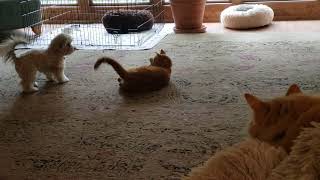 Havanese Puppy Bullies Cat! 🤣😉 by tparbs 288 views 8 months ago 42 seconds