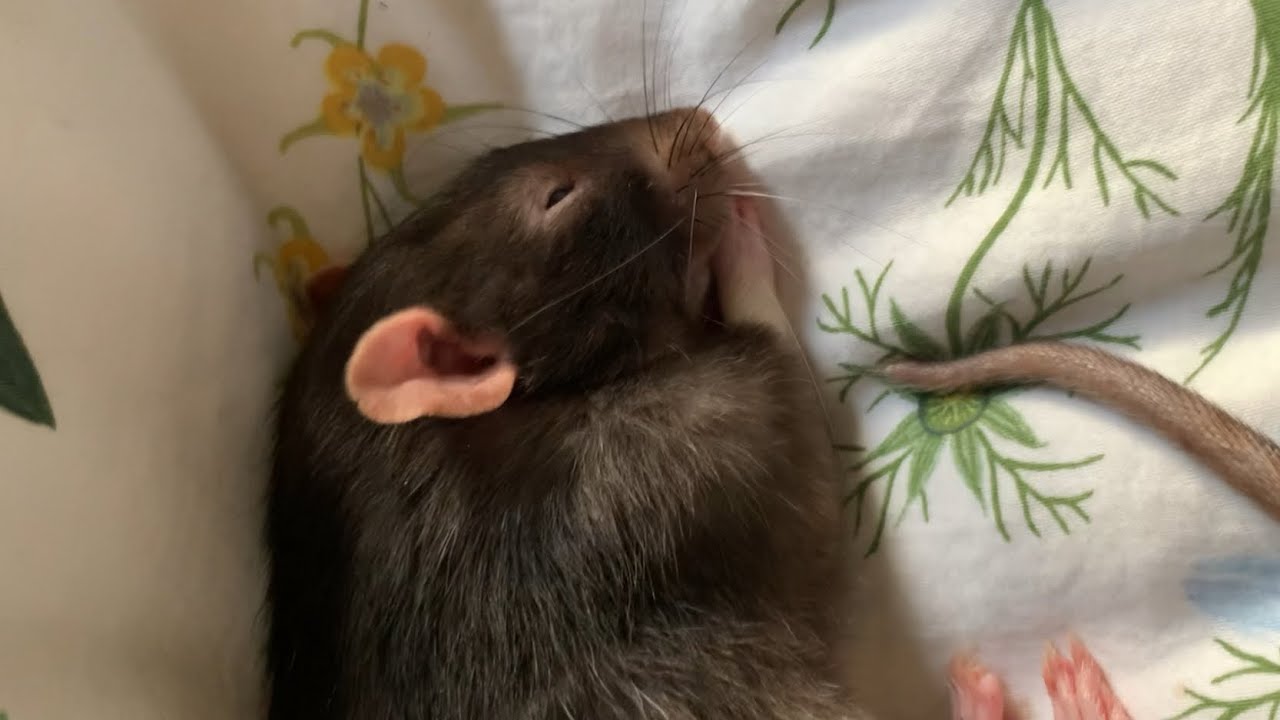 Very sleepy rat - YouTube