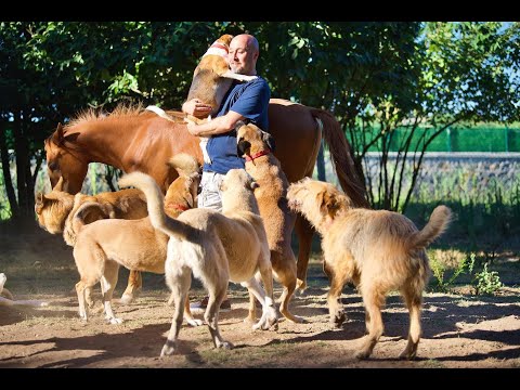 Video: El Santuario ofrece refugio a los animales de granja rescatados