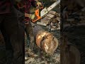 Cutting massive trees effortlessly 🌲🤩