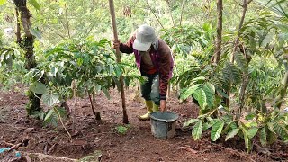 NANAM CABE RAWIT, TUMPANG SARI, DI KEBUN KOPI, SORE INI HABIS HUJAN