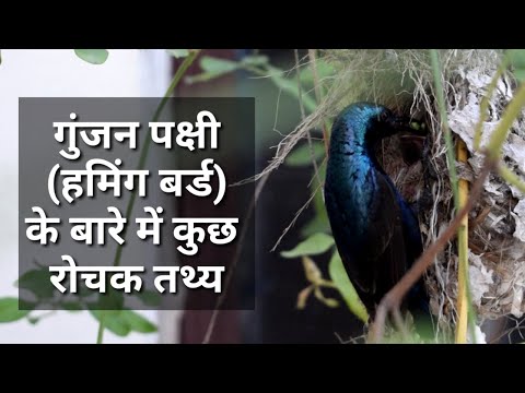 वीडियो: आप हमिंगबर्ड खाना कैसे बनाते हैं?