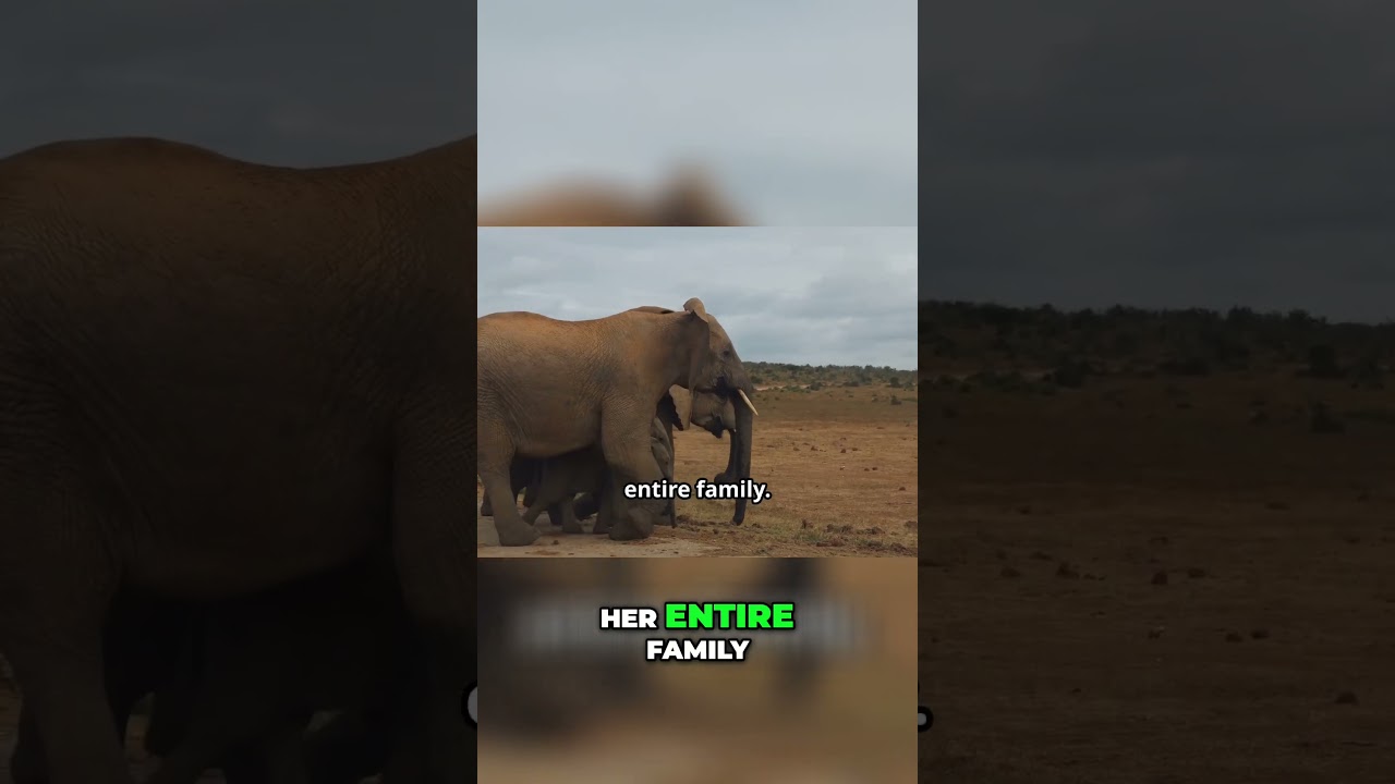 The Matriarch's Wisdom  Secrets of Elephant Society