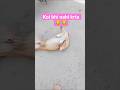 Dog viral video😂😂 #funnydogvideos#funnydog#funnydogmeme#viraldogvideo #cutedog#petanimal