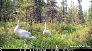 Swans in the forest !?