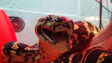 Large Jungle Carpet Python Eating