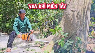 Vua Khỉ cưa cây Gòn lớn bên dưới gốc cây Gòn có đường rắn bò láng bóng.