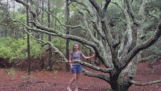 Live Oaks at the Currituck Banks Reserve, OBX