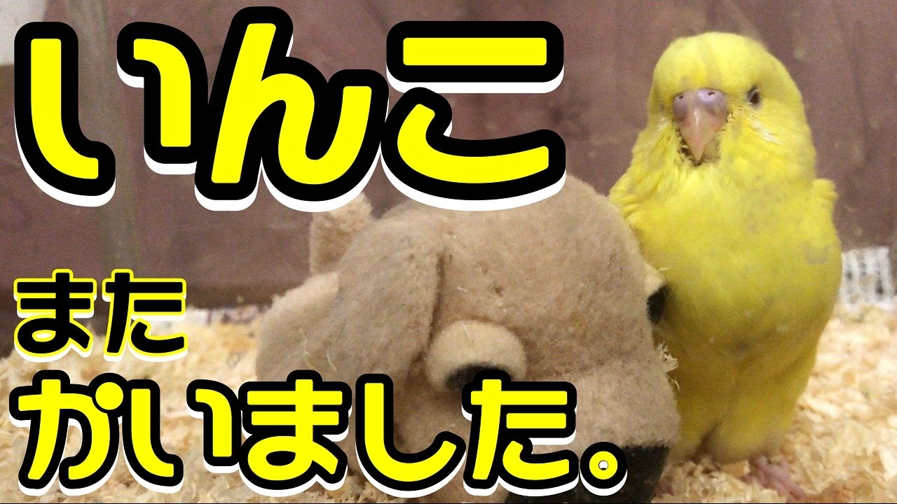 セキセイインコ雛飼いました 手乗りかわいい黄色のルチノーbaby Budgie Lucino Youtube