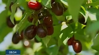 видео Секреты выращивания растений