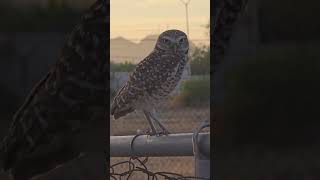 Title: The Secret of the Owl's "Third Eye": Nature’s Hidden Engineering