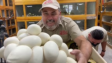 Pulling HUGE Clutch of Reticulated Python Eggs at Prehistoric Pets